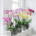 Jak dbać o orchidee?