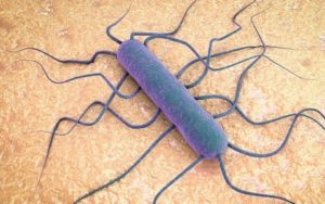Listeria monocytogenes – co to za bakteria i czy należy się jej bać?