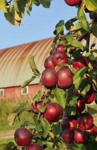 Jabłka - doceńmy co dobre i nasze – część 1